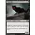 Chat noir