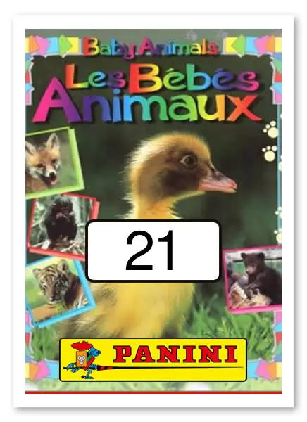 Baby Animals - Les Bébés Animaux - Image n°21