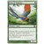 8ème Edition - Oiseaux de paradis