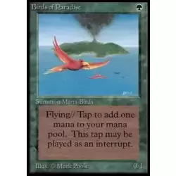 Birds of Paradise