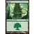 Forêt