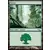 Forêt