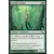 Menuisier viridian