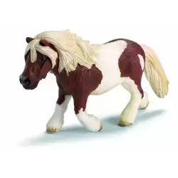 Poneytte Schetland