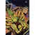 Eclipso (Comics Pocket) - Thor contre les hommes de pierre