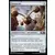 2019 Core Set (M19) - Scruteciel