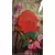 Red Rose