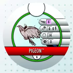 Pigeon