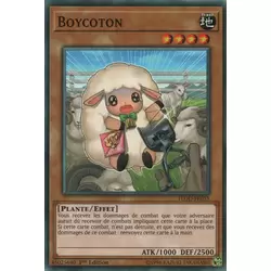 Boycoton