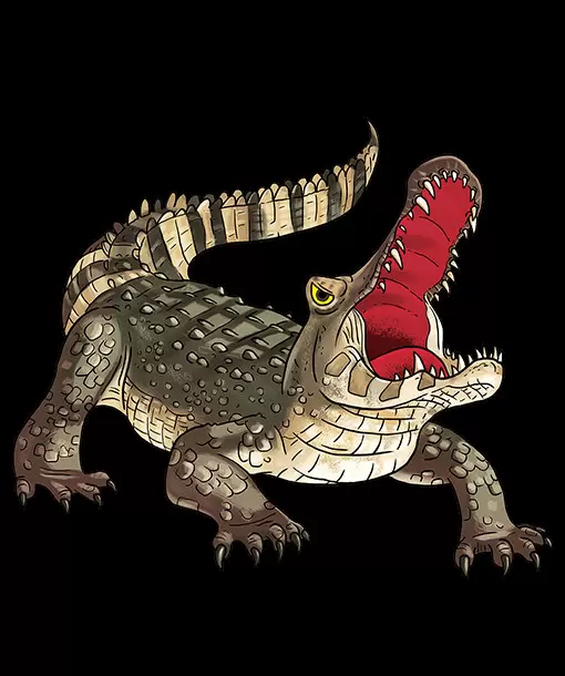 Krocodiles & Co. - Maxi Edition - Caiman Crocodilus