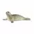 Wild Life - Phoque