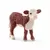 Veau Hereford