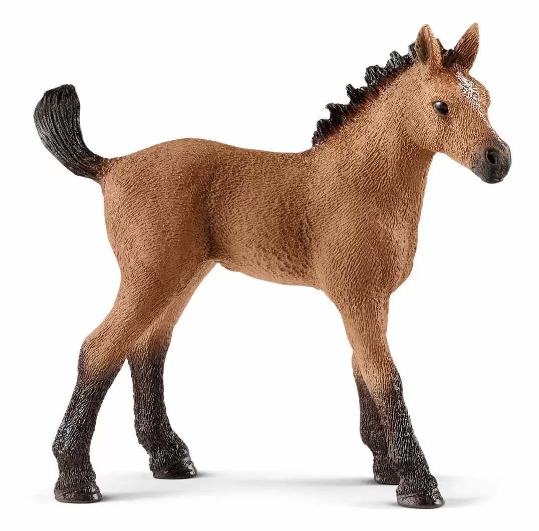 Horse Club - Poulain Quarter horse