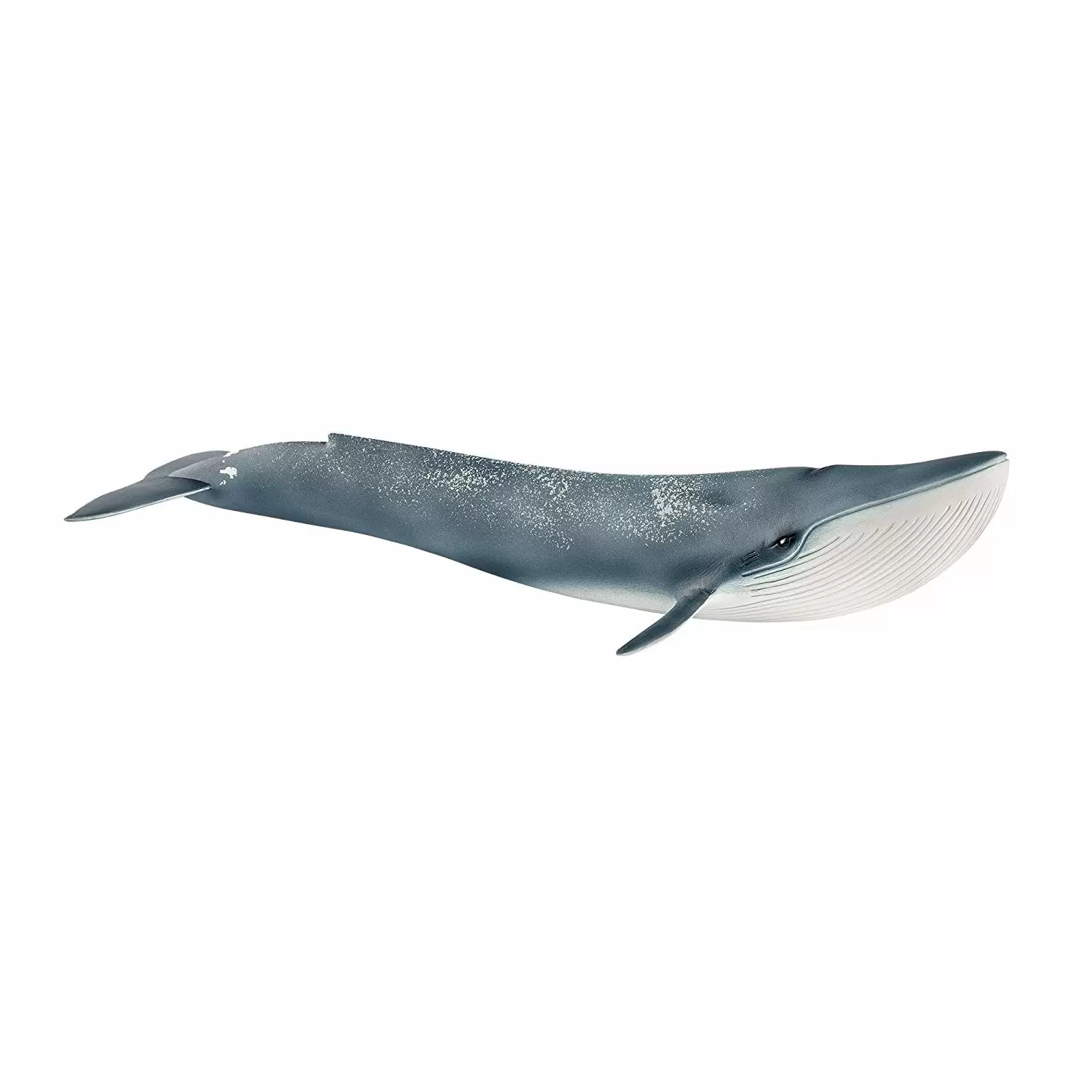 Wild Life - Blue Whale