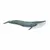 Wild Life - Blue Whale