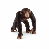 Chimpanzé mâle