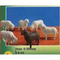 6 Sheep