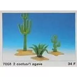 2 cactus / 1 agave