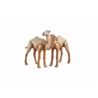2 Camels