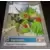 Digimon édition série animée (1999) - Ogremon