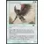 Legions - Guerrier ailebat Foil