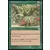 Boa constrictor