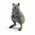 Wild Life - Quokka