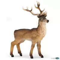 Cerf