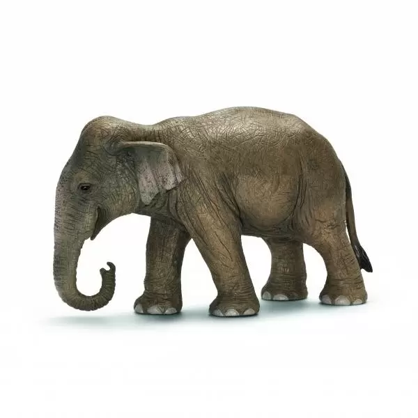 Wild Life - Éléphant d\'Asie femelle