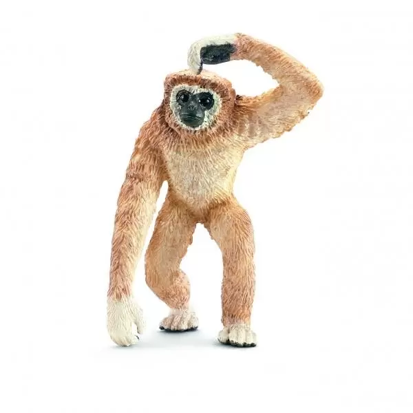 Wild Life - Gibbon