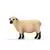 Mouton Shropshire
