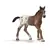 Poulain appaloosa