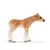 Poulain haflinger