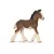 Horse Club - Poulain shire