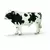 Taureau holstein