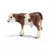Veau simmental francais