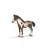 Yearling pinto