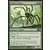 Araignée fouettesoie