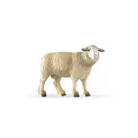 Mouton merinos