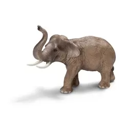 Elephant d'Asie male
