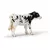 Veau holstein