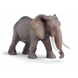 Éléphant d'Afrique mâle