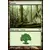Forêt