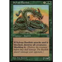 Basilic sylvestre
