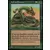 Basilic sylvestre