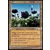 Vallon des lotus