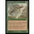 Crocodile empereur