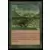 Saga d\'Urza - Tapis de fleurs