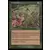 Saga d\'Urza - Terrain fertile