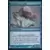 Corgueule juvénile Foil